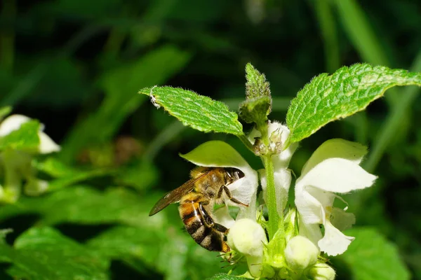 Közelkép Oldalnézetben Egy Vörös Szőrös Kaukázusi Mellifás Méhek Hosszú Lábakkal — Stock Fotó