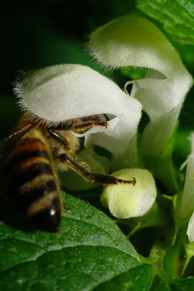 Makroaufnahme Einer Großen Rot Gestreiften Kaukasischen Biene Die Nektar Und — Stockfoto