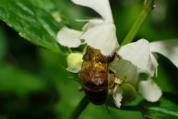 Makroaufnahme Einer Großen Rot Gestreiften Kaukasischen Biene Mit Langen Beinen — Stockfoto