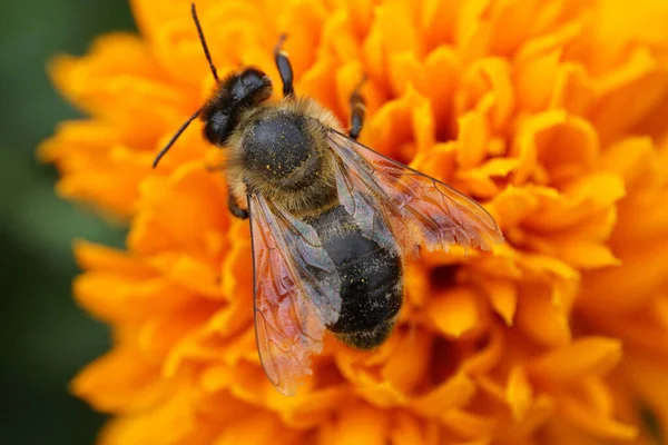 Macro Fluffier Honeybee Apis Mellifera Collecting Honey Bright Yellow Complex — Stock Photo, Image