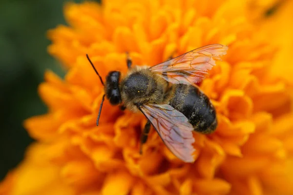 Macro Abeja Blanca Apis Mellifera Recolectando Miel Entre Inflorescencias Amarillas — Foto de Stock