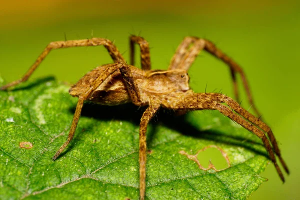 Makro Sida Röd Fluffig Vit Solpuga Hoppa Spindel Med Långa — Stockfoto