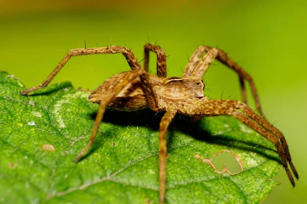 Macro Fluffy Brown Caucasian Solpuga Jumping Spider Long Legs Raised — Stock Photo, Image