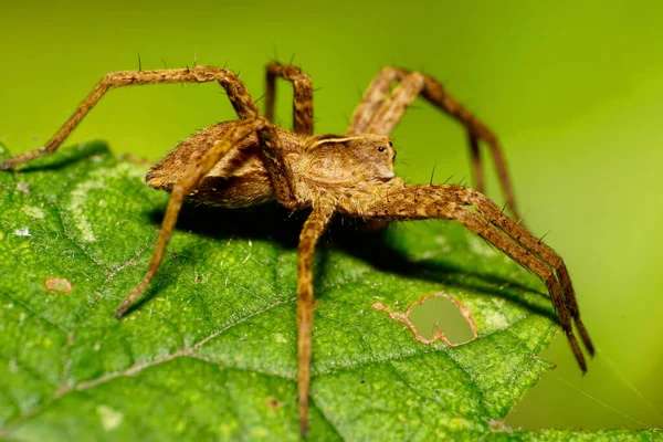 Makro Fluffig Brun Kaukasisk Solpuga Hoppa Spindel Med Långa Håriga — Stockfoto