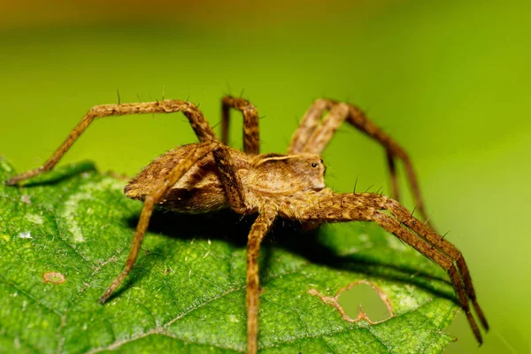 Makro Nadýchaný Hnědý Běloch Solpuga Skákající Pavouk Dlouhýma Nohama Zvednutým — Stock fotografie