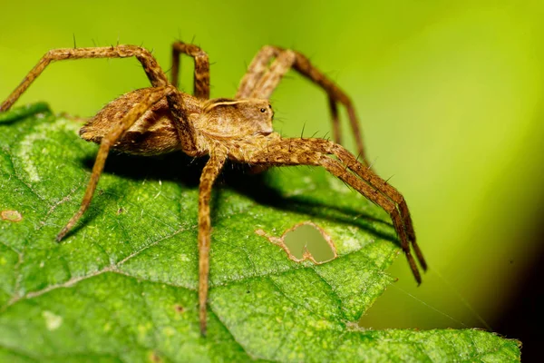 Macro Esponjoso Marrón Caucásico Solpuga Salto Araña Con Largas Piernas — Foto de Stock