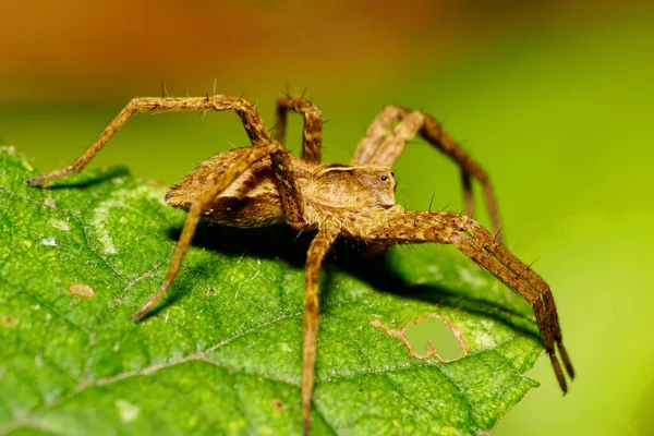 Close Side View Brown Furry Caucasian Leaping Spider Long Raised — Stock Photo, Image