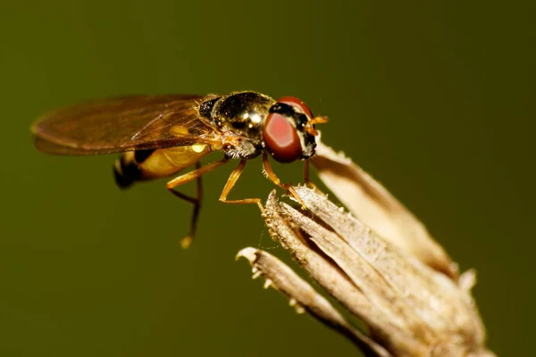 Vista Lateral Cercana Una Mosca Flotante Caucásica Multicolor Con Alas —  Fotos de Stock