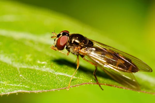 Macro Caucásico Color Revolotear Mosca Con Alas Ojos Malla Roja — Foto de Stock