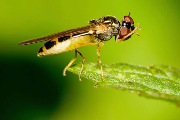 Macro Pairar Caucasiano Voar Syrphidae Com Barriga Manchada Probóscide Longo — Fotografia de Stock