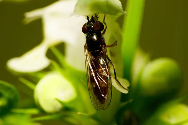 Macro Uitzicht Top Van Kaukasische Bloem Vliegt Met Rode Ogen — Stockfoto