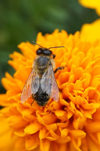 Macro Caucasian Honeybee Apis Mellifera Collecting Honey Bright Yellow Complex Stock Picture