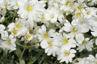 Baharda bir parkta büyüyen bir grup beyaz çiçeğin yakın çekimi.                               