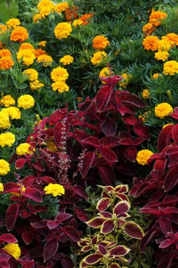 Çiçek tarhında çiçek açan turuncu ve sarı etiketli kırmızı ve benekli bir halı.                               