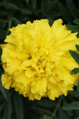 Sarı rengin yukarısından yaklaş. Çalı yapraklarının içindeki dolgunluk etiketleri.                               