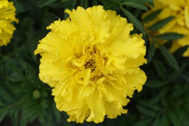 Makro yapı sararmış şişkinlik kıvrılmış taç yapraklarıyla                               