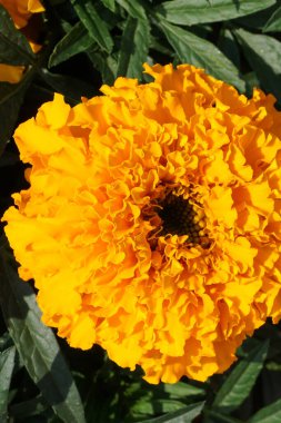 Olgun bir kompleksin yakınında yeşil yaprakların arasında çiçek açan turuncu etiketler.                               