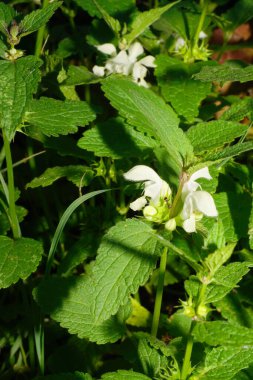  Beyaz, ölü, beyaz, lamium renkli, çiçekli, yeşil saplı ve bahçe karıncasında büyüyen yapraklı beyaz lamium albümüne yakın plan.                              