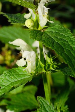  Beyaz Macro çiçekleri beyaz, beyaz, beyaz, beyaz, ölü, ısırgan otu renkli lamium albümleri kabarık çiçekli, yeşil bir sapta iğne yapraklı tomurcuklar.                              