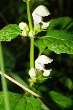 Tüylü, beyaz, ölü, ısırgan otu çiçekleri, yeşil bir sapta beyaz, sonbaharda bahçede yapraklar yetişiyor.                               