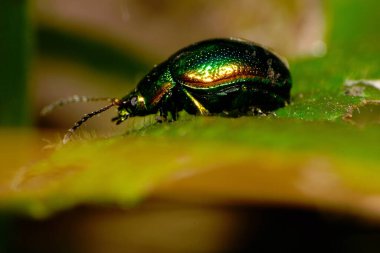Makro genç Kafkas yeşil böcek yaprak böceği yeşil yapraklı beyaz ısırgan otunun üzerinde oturuyor.                               