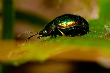  Kafkas böcek yeşil yaprak böceğinin, yeşil yapraklı, beyaz, ölü ısırgan otunun yan görüntüsü.                              