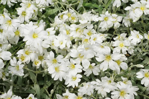 Κοντινό Πλάνο Μιας Ομάδας Λευκών Λουλουδιών Silene Acaulis Κίτρινη Μέση — Φωτογραφία Αρχείου