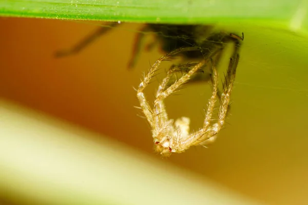 Macro front view of Caucasian skin leaping spider Solpuga network of cobweb hanging under a green leaf white dead-nettle Lamium album in autumn