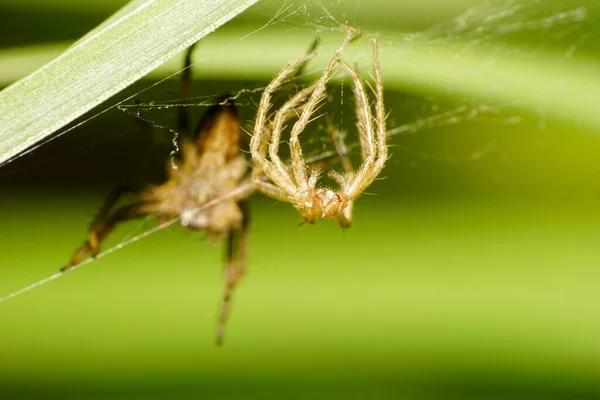 Macro view of the front skin with fluffy legs Caucasian leaping spider Solpuga network of cobweb hanging under a green leaf white dead-nettle Lamium album in autumn