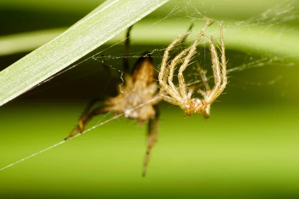 Macro front view brown skin with fluffy Caucasian shed pragal Solpuga spider cobweb in the network of a long green leaf