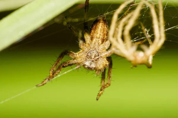 秋に長い緑色の葉の下にぶら下がっているクモの巣のSolpugaネットワークを離れるマクロ茶色の若い白人の軟体動物 — ストック写真