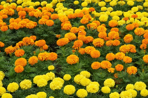 Parktaki Çiçek Tarlasına Yeşil Yapraklar Büyük Çiçekler Oyulmuş Sarı Turuncu — Stok fotoğraf