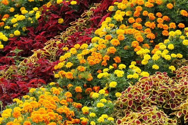 Parktaki Çiçek Tarlasına Yeşil Yapraklar Büyük Kırmızı Koleus Oyulmuş Turuncu — Stok fotoğraf