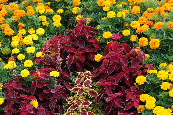 Çiçek Tarhında Büyük Kırmızı Bir Kolesistektomi Çiçek Açan Turuncu Sarı — Stok fotoğraf