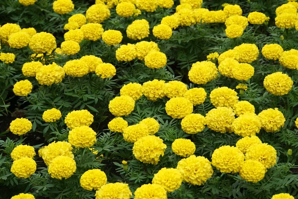 Nagy Szőnyeg Virágzó Sárga Virágok Virágágyáson Nyáron Tagetesa — Stock Fotó
