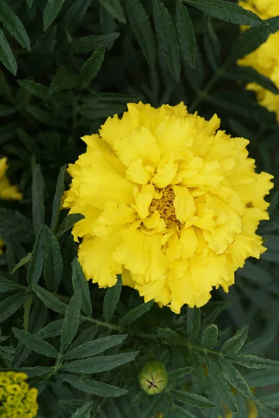 黄橙色の花序の構造のクローズアップ彫刻された葉の中に小さなカールした花弁を持つタゲット — ストック写真