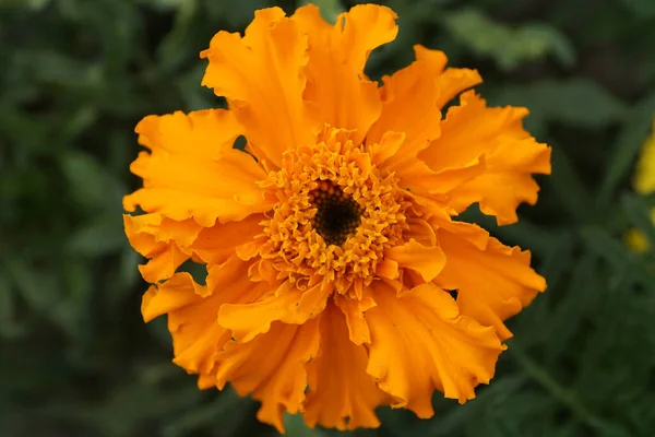 Nahaufnahme Der Inneren Struktur Des Leuchtend Orangen Blütenstandes Mit Verdrehten — Stockfoto