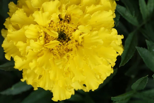 Nahaufnahme Der Struktur Der Blütenblätter Einer Leuchtend Gelben Blume Tagetes — Stockfoto