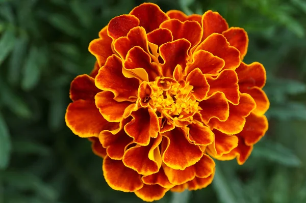 Primer Plano Una Flor Complejo Jarkko Amarillo Naranja Tagetes Sobre — Foto de Stock