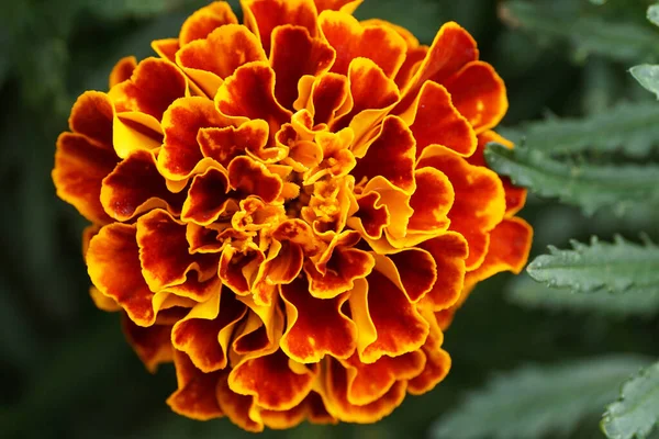 Pétalos Cerca Una Flor Compleja Color Amarillo Naranja Brillante Tagetes — Foto de Stock