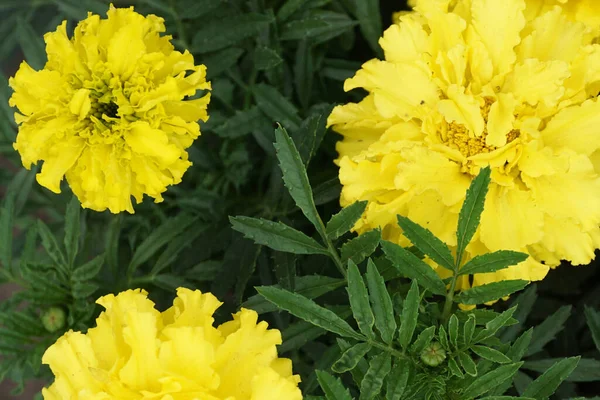 Nahaufnahme Von Vier Leuchtend Gelben Komplexen Blumenkohl Knospentagetes Zwischen Geschnitzten — Stockfoto