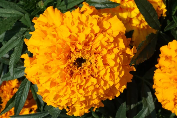 Primer Plano Del Complejo Florecimiento Color Naranja Brillante Inflorescencia Tagetes — Foto de Stock