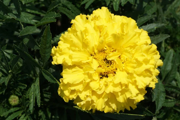 Nahaufnahme Leuchtend Gelb Blühender Blume Knospe Und Blatt Geschnitzter Tagetes — Stockfoto