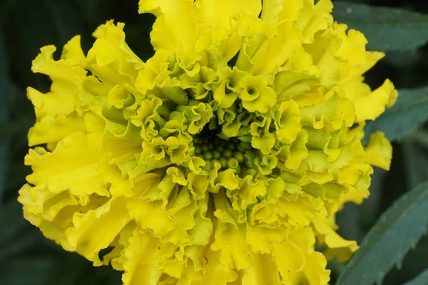 Makro Junge Kompliziert Blühende Gelbe Tagetes Der Blütenstand Auf Dem — Stockfoto