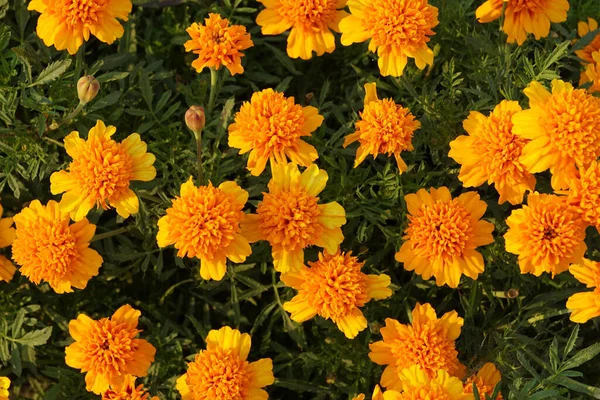 Primer Plano Grupo Flores Color Naranja Brillante Tagetes Variedades Flores — Foto de Stock