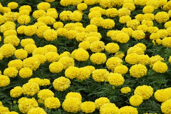 Blühende Tagetes Gelb Mit Grünen Blättern Auf Dem Beet Park — Stockfoto