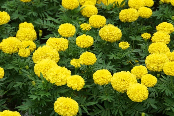 Nahaufnahme Von Blühenden Gelben Tagetes Mit Blättern Und Knospen Auf — Stockfoto