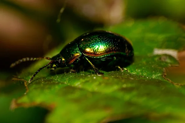 Gros Plan Sur Côté Scarabée Caucasien Coléoptère Vert Aux Pattes — Photo