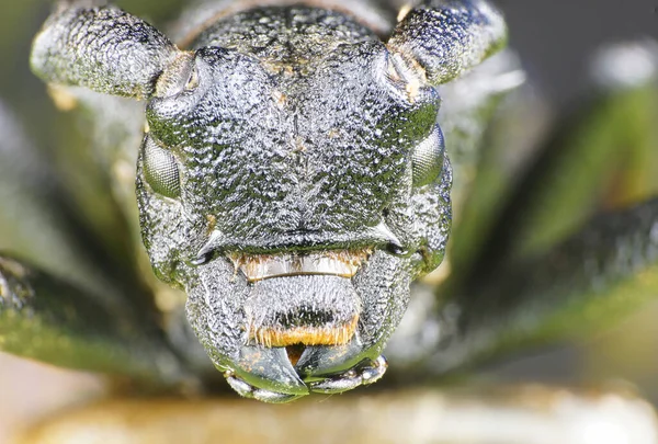 Vista Macro Desde Parte Delantera Cabeza Del Leñador Escarabajo Esponjoso — Foto de Stock