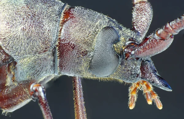 Makroaufnahme Des Kopfes Des Kaukasischen Und Flauschigen Käfers Mit Augen — Stockfoto